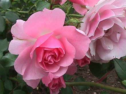 Ingas Lieblingsrosen
